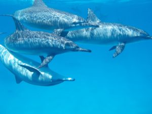 dovolená na mayotte