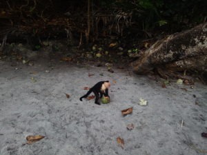 Opice na pláži na Kostarice